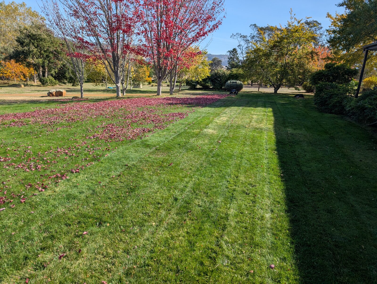 Freshly mown striped lawn beneath autumn maple trees, Greater Hobart